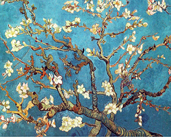 Blue Almond Blossoms